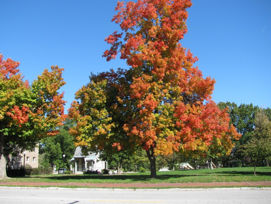 Autumn is so colorful at Haskell Park.